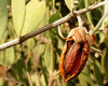 Jojoba seeds oil